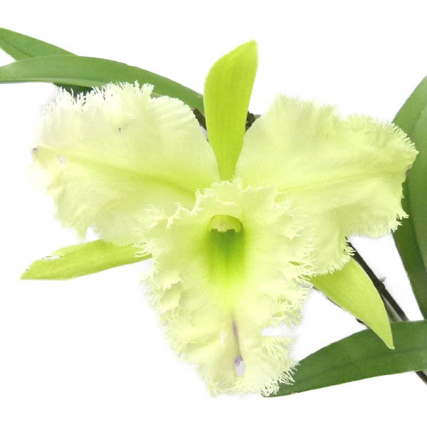花なし株】 カトレア シレリアナ C.schilleriana 原種 芳香あり 3.5号