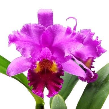 花なし株】 カトレア シレリアナ C.schilleriana 原種 芳香あり 3.5号