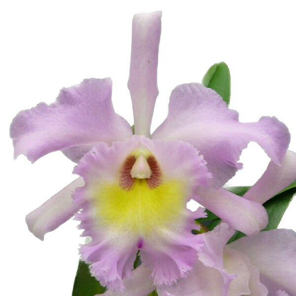 花なし株】 カトレア シレリアナ C.schilleriana 原種 芳香あり 3.5号