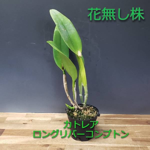 洋蘭 原種 カトレア C. schilleriana 自然種美個体開花株 花なし株】 カトレア シレリアナ C.schilleriana 原種 芳香あり 3.5号