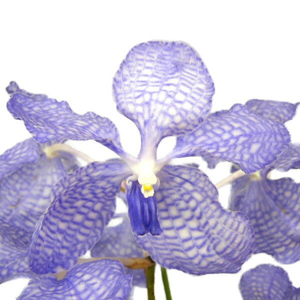 花なし株】 ファレノプシス マリエ Phal.mariae 原種 3号鉢 25cm 開花