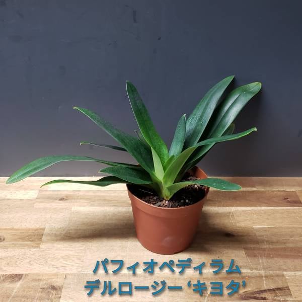 趣味栽培 | 洋蘭.jp